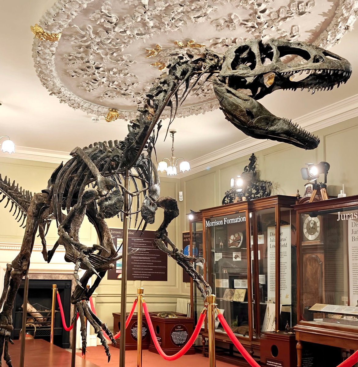 Taylor McCoy 🦖 tweet media
