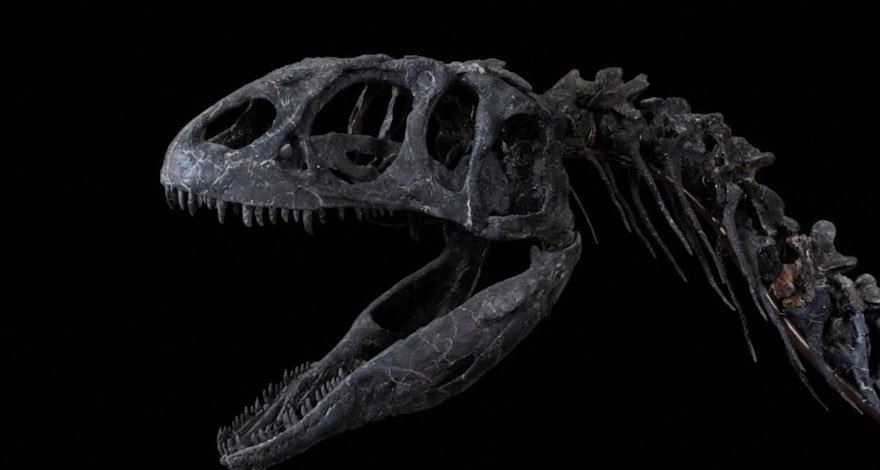 Taylor McCoy 🦖 tweet media