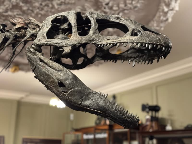 Taylor McCoy 🦖 tweet media