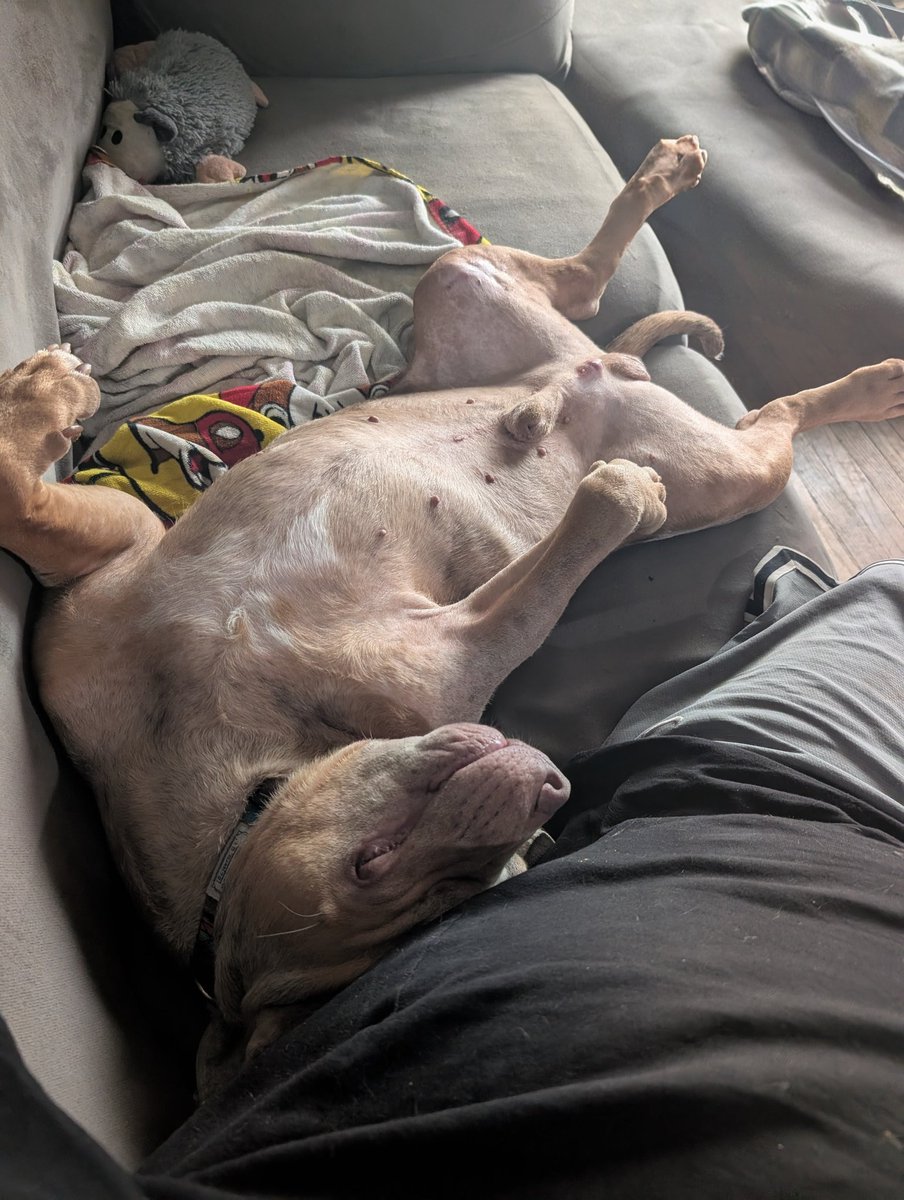echo0x0solus's tweet photo. The way this lil man is snoring rn https://t.co/VZfEB6QcM4