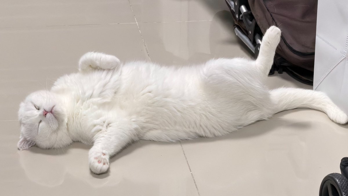 Pibim Cat (พิบิมก็คือแมวจ๋อง) tweet media