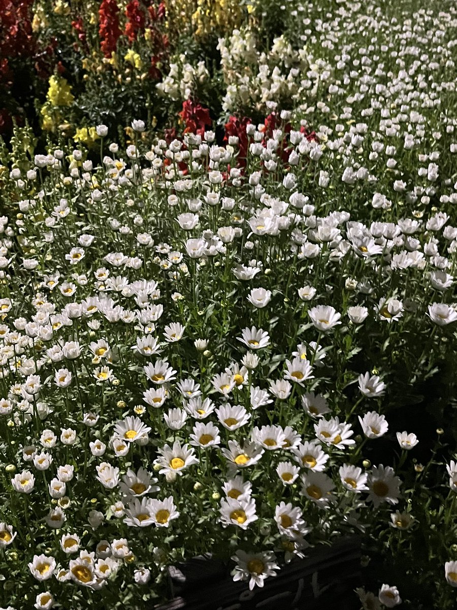 CafuWhite's tweet photo. 🌸 https://t.co/cMOecdN2tB