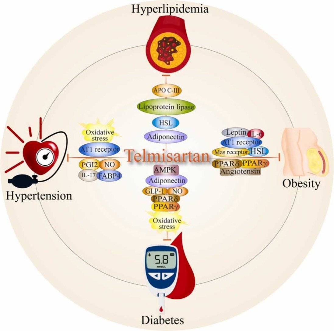 drsthanus's tweet photo. This diagram illustrates the multi-targeted, pleiotropic therapeutic effects of Telmisartan across the four primary interconnected components of metabolic syndrome:

🫀 1. HypertensionAs an angiotensin II receptor blocker (ARB), telmisartan binds selectively to the AT1 receptor. 

This mechanism prevents blood vessel constriction, directly lowers systemic blood pressure, reduces oxidative stress, and increases beneficial signaling molecules like nitric oxide and prostacyclin to protect endothelial function.

🩸 2.Hyperlipidemia.

Telmisartan helps manage abnormal blood lipids by modulating crucial lipid-metabolic pathways. 

It regulates apolipoproteins (such as APO-CIII) and enhances lipoprotein lipase (LPL) and hormone-sensitive lipase (HSL) activity, leading to better breakdown and clearance of circulating triglycerides and low-density lipoproteins (LDL).

🩸 3. Diabetes & Insulin Resistance.

Beyond standard blood pressure management, telmisartan acts as a unique partial agonist of PPAR.

This action stimulates AMPK pathways and boosts adiponectin secretion, which significantly enhances peripheral insulin sensitivity, lowers fasting blood glucose levels, and alleviates pancreatic cell oxidative stress.

⚖️ 4. Obesity.

The medication influences adipose tissue function and distribution, particularly focusing on visceral and perirenal fat depots. 

By lowering leptin overproduction and modifying adipocyte differentiation through PPAR and PPAR  delta pathways, telmisartan assists in lowering harmful fat accumulation and systemic low-grade inflammation.

https://t.co/MNMXygBs5O