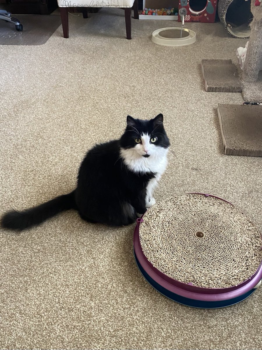 MemeCat99014509's tweet photo. 🐾May I please have your attention 
     Meme. Get off your duff &amp; feed 
     me now.😾
     Empty bowls are unacceptable.🐾
                  🐾🖤🤍~Sally

#CatsOfX #CatsOfTwitter #CatPosts #Cats #AnimalLover #PetsOfX https://t.co/9vSXTNHGB9