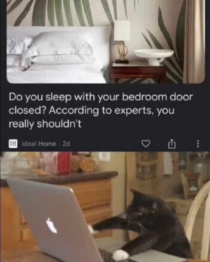 Punch Cat tweet media