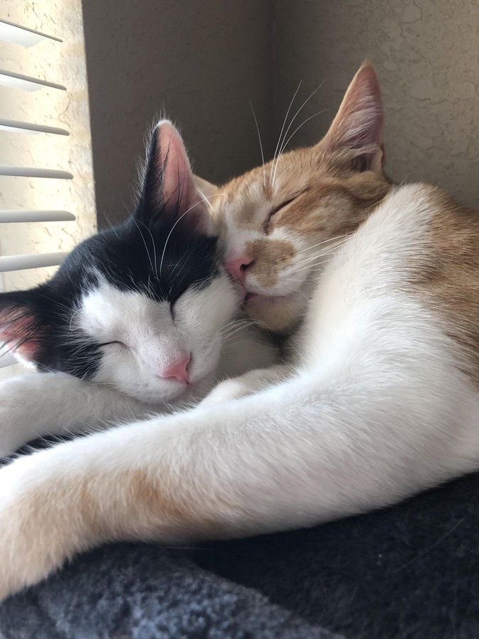 catsdotjpg's tweet photo. https://t.co/QomMQ6oRYk