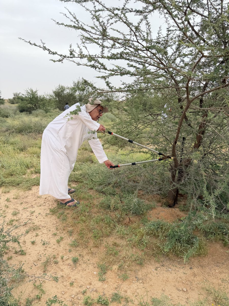 enzilfi's tweet photo. ضمن مبادرات #جمعية_أصدقاء_البيئة تم تنفيذ المرحلة الثالثة من تقليم الأشجار في منتزة أبو خشبة
#الزلفي https://t.co/RQSivHrKP2
