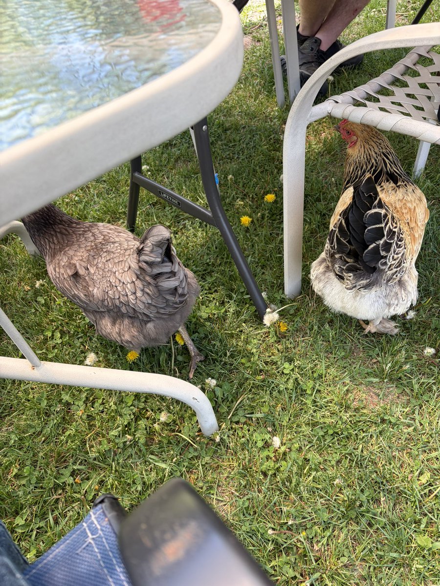 jayberg18's tweet photo. I’m so country I’ve got chickens begging for food under the table. Gotta love the in laws! https://t.co/ZKtFBTw1jP