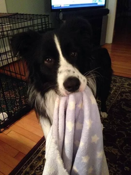 pupgirlblair's tweet photo. night night time? https://t.co/UwuCcwGwMR