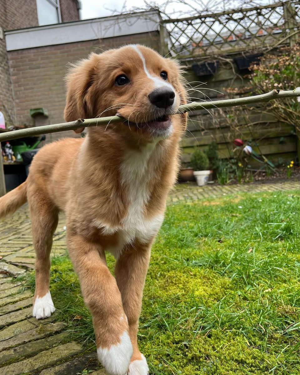 puppies video tweet media