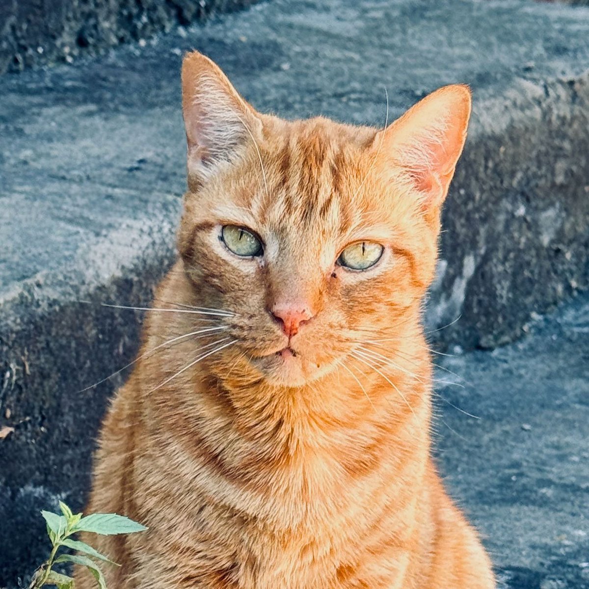 etrimbleauthor's tweet photo. New blog post: "Farewell, Simon." I was confronted by death three times this past week. Simon offered us all a gift. https://t.co/jX4vyjSSim https://t.co/X9rC8ai3Q2