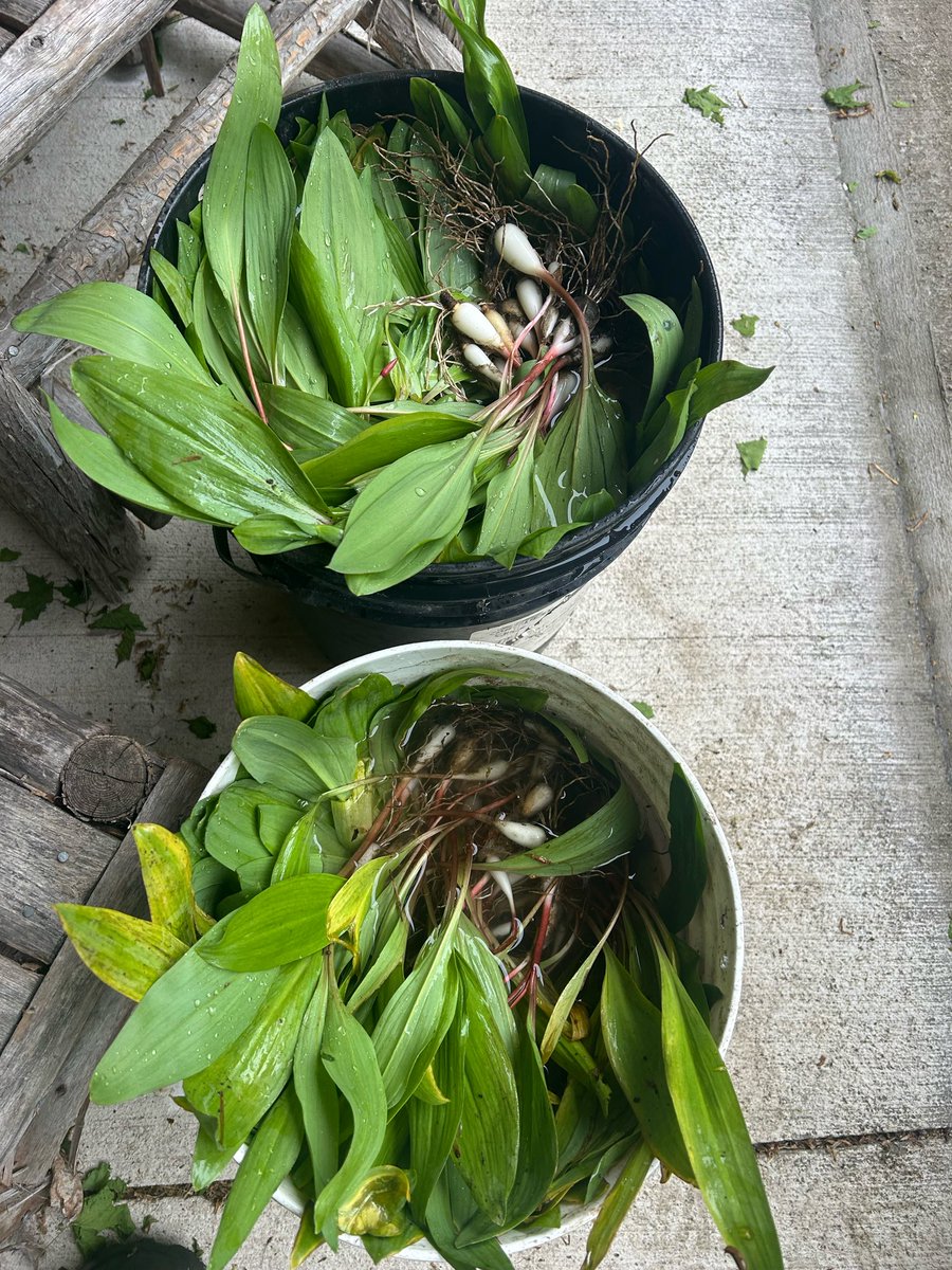 LarryMillerMP's tweet photo. Last 2 pails of leeks for this year Easy to dig after 2 days of rain Have them soaking in water Now the real work starts https://t.co/X2HIAaEHae