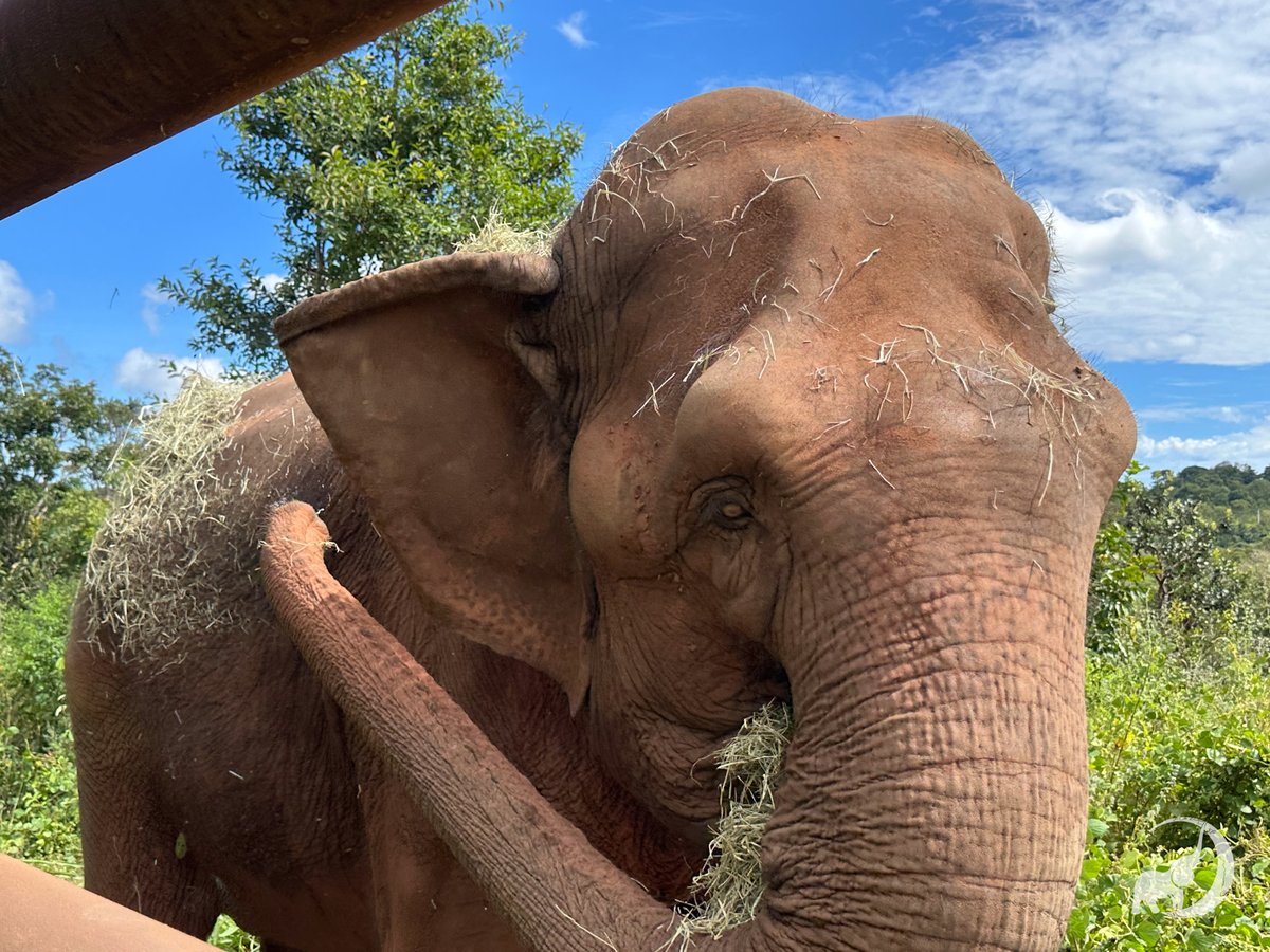 Global Sanctuary for Elephants tweet media