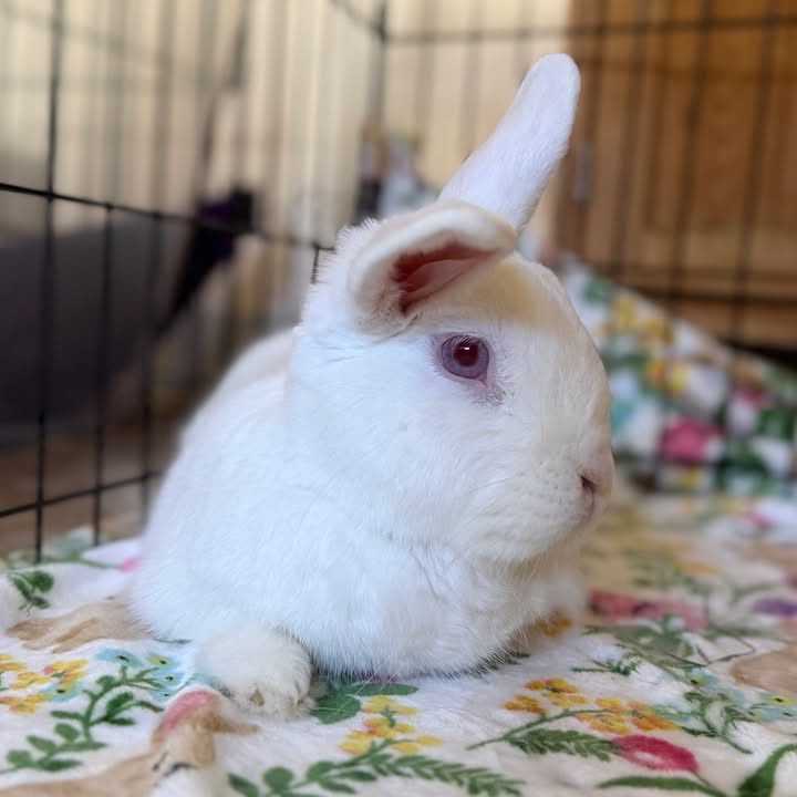 House Rabbit Society tweet media