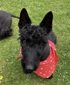 Missing Pets GB tweet media