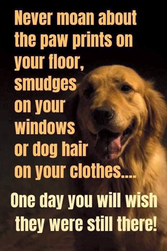 Dog Lovers tweet media