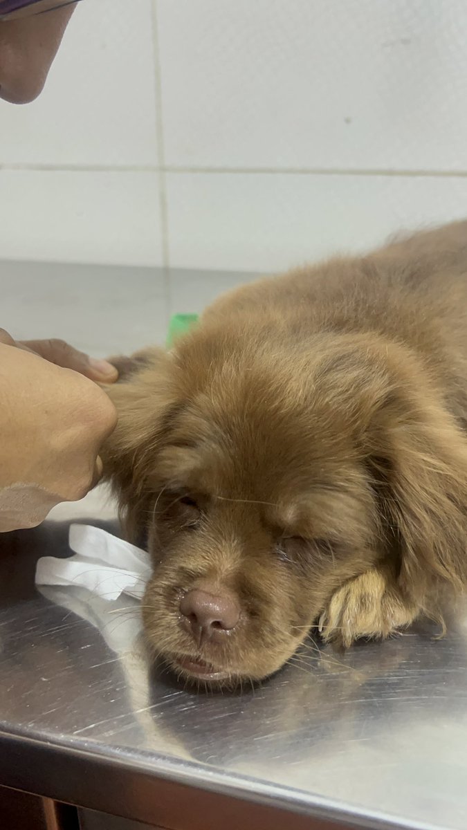 Pao Peralta 🐶 Rescatando Perritos 🇵🇪 tweet media