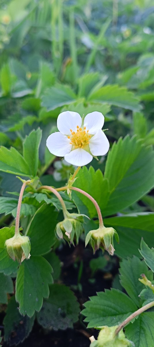 AlisaXavierCD's tweet photo. Look what I've got for you! 

A strawberry flower for you🥹🥹🥹 https://t.co/vJcNRGMf9B