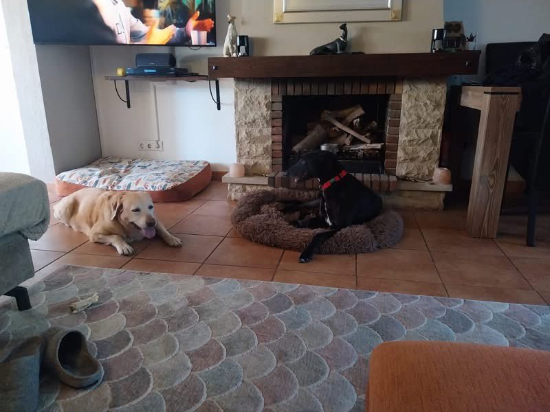 Galgos del Sol tweet media