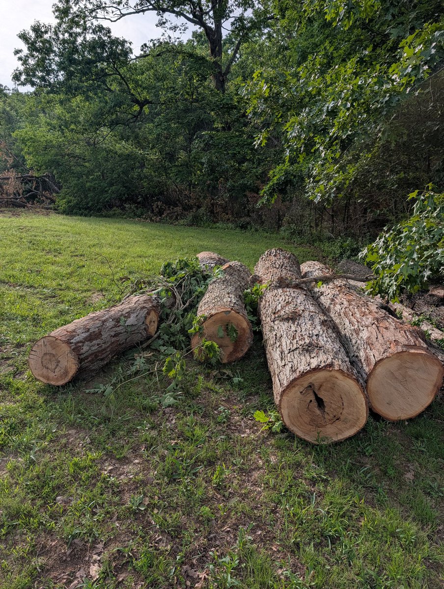 LCR3SUP's tweet photo. Such a needed day after completing the school year. Was able to get several white oak logs together to saw up for furniture lumber and caught several bass in the pond. I even noticed grapes growing on the vines, and black berries and gooseberries growing and peaches. God is good https://t.co/CoiwrkUmF9