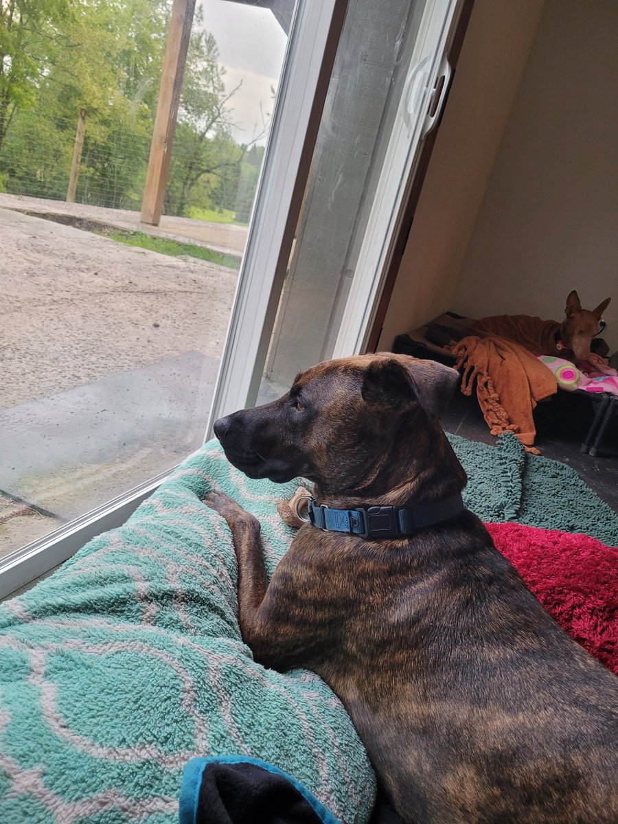 PHBabyIsis's tweet photo. SCOOBY: My bed has the best view! #hounds #houndsoftwitter https://t.co/zraEyKqnSW