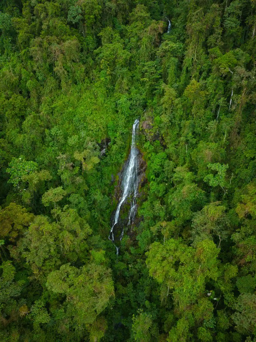 comprarfinca's tweet photo. There's a waterfall called La Reina 20 min walk from the house. It's on the property. So is 40,000m² of native tropical forest. 🌊 https://t.co/jb4jx9Nd9U #FincaForSale #CaliColombia #TropicalLiving #ColombiaRealEstate https://t.co/XdWYbyq9hy
