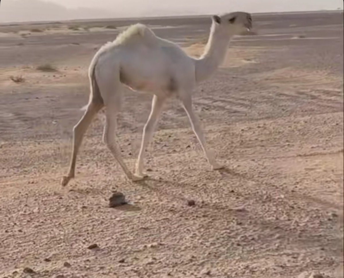 بدوي نجد tweet media