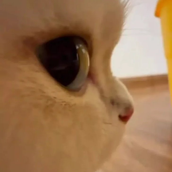 𝓜𝙰𝚇 𝑩𝙸𝚂𝙷꩜𝙿 ֶָ֪ᐟ tweet media