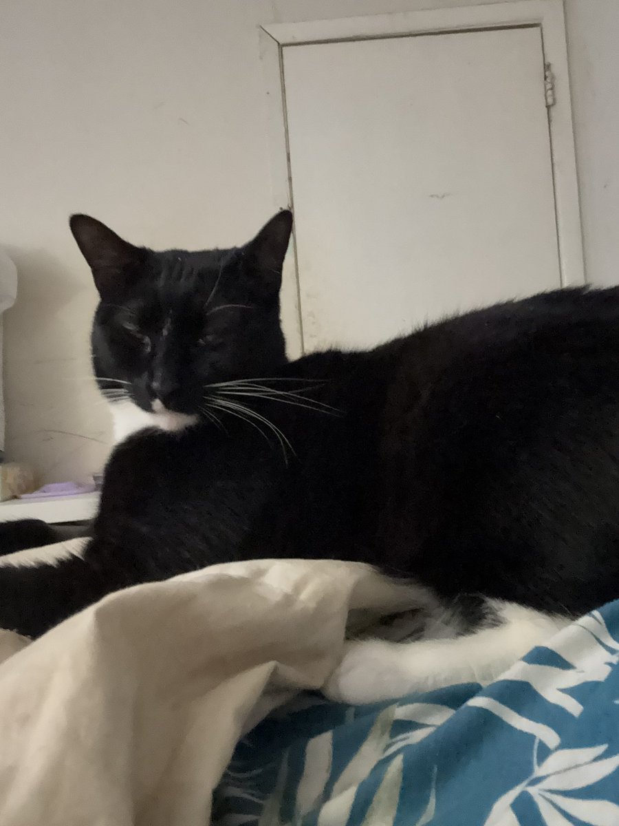 Poob129's tweet photo. Sooo blessed I have my precious baby, he almost didn’t make it. If I chose to give him cerenia n watch him he’d be dead bc I wouldn’t have known his intestines were twisted. Thank you to my son n husband @Baldassano for saving him along with who donated ❤️ https://t.co/3tkXpdRLw9