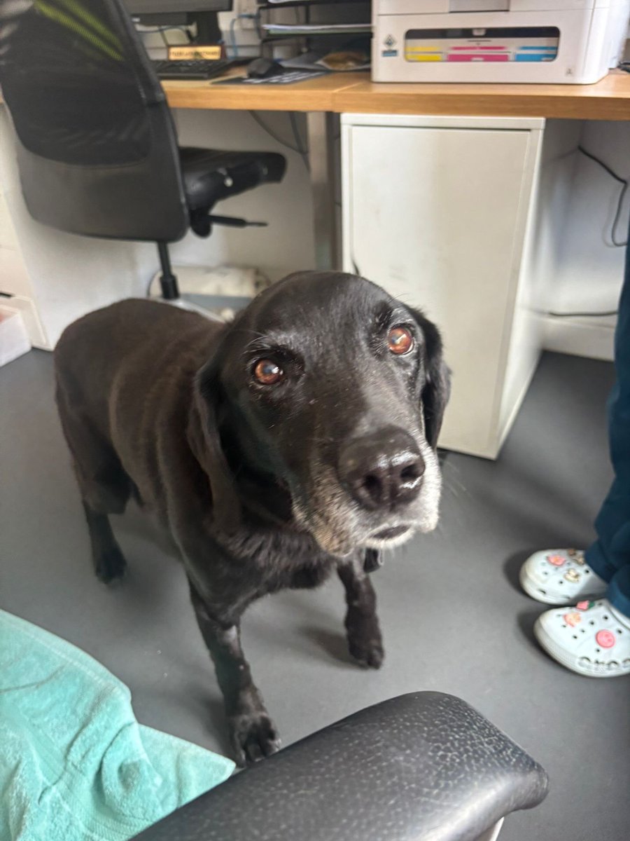 Missing Pets GB tweet media