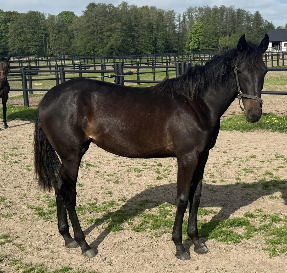 OhlzonM's tweet photo. @VarsakujanTila1 Vi har bara fått ett föl i år och har en ettåring. Båda jättefina. Åringen ska ut på yearling Sale på Solvalla i augusti. Så lite tidigt att säga ännu men ser lovande ut 😃 https://t.co/iEQuBlDBUR