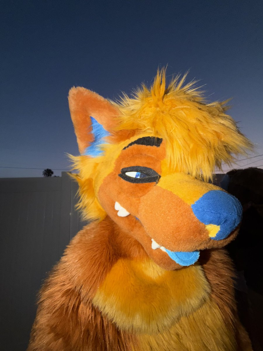 Alex_The_Husky tweet media