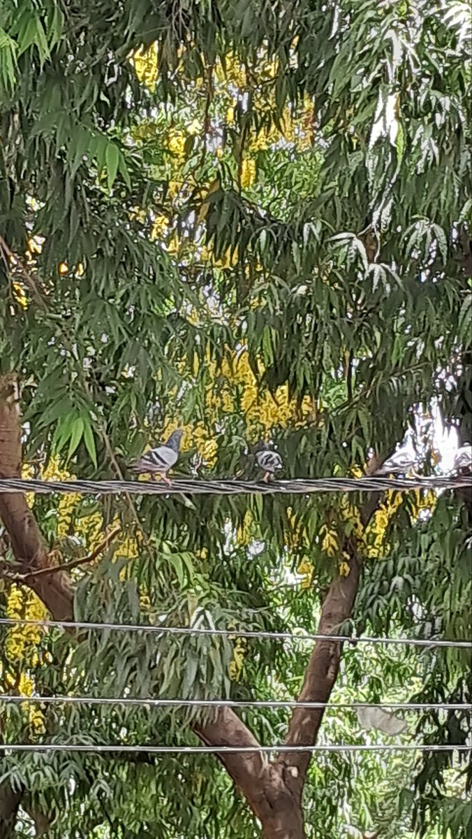 lightseekerusha's tweet photo. A quiet gathering on the wires, while the trees held the morning light so gently. 🌿

No destination, no urgency— just birds resting together between sky and earth, as if even silence needed company.

Sometimes peace arrives in the smallest everyday scenes. 🕊️
 
#NatureDiary https://t.co/sNRaFmiPia