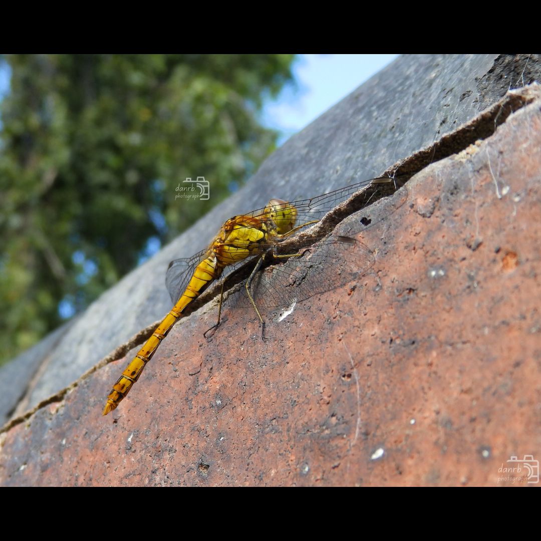 danrbphot0graph's tweet photo. Common Darter Dragonfly!
#photography #commondarter #dragonfly #commondarterdragonfly #insect https://t.co/wMcsVHaqdA