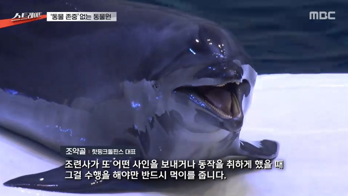 핫핑크돌핀스 tweet media