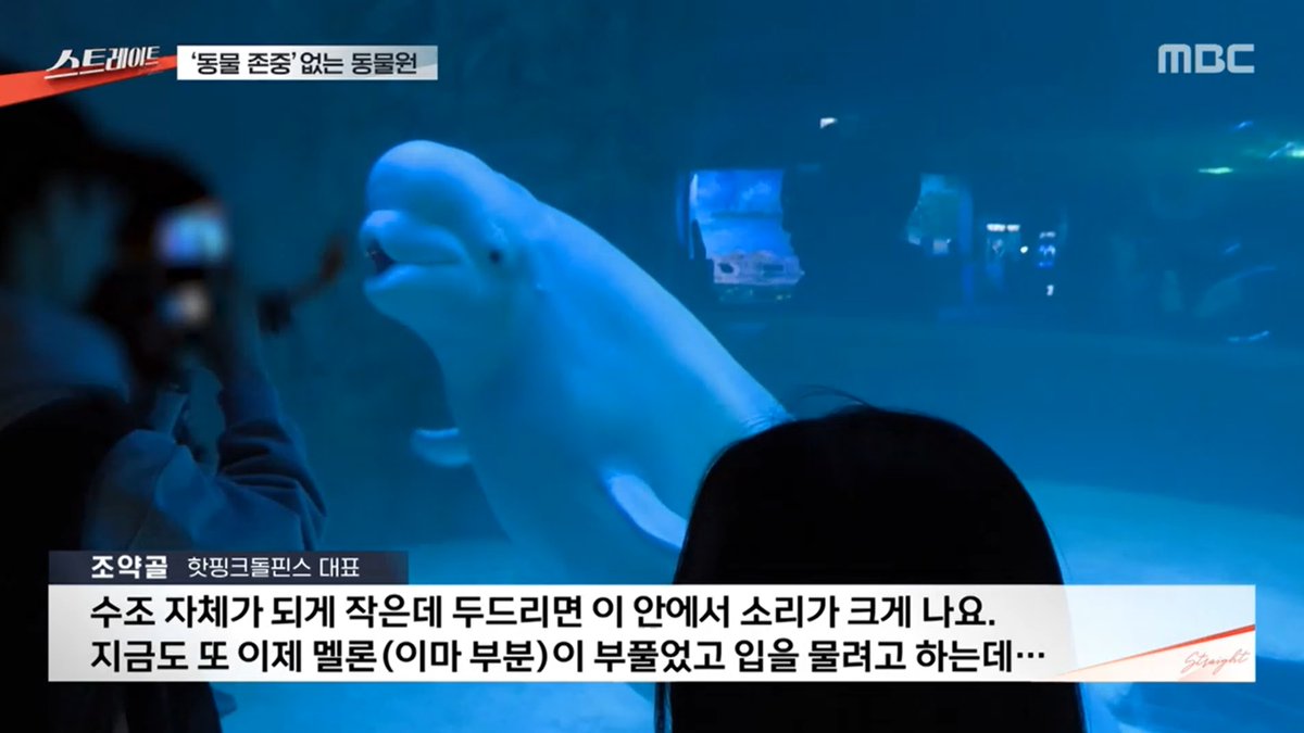 핫핑크돌핀스 tweet media