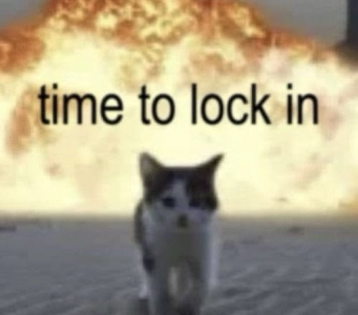 LiterallyMeCats tweet media