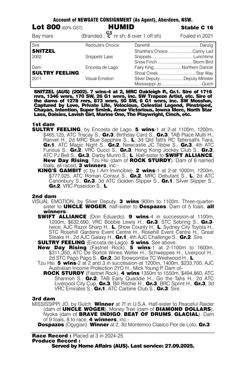 NewgateFarm's tweet photo. Having raised 3 stakes winners by Home Affairs at Newgate, we have a good feeling for what sort of mares suit him best👌

At the @mmsnippets Gold Coast National Broodmare Sale we will offer just one mare in foal to him who we think is an absolute 🎯 ;

Lot 800 – HUMID

Could the next Guest House, Gin Twist or Miss Janet already be in utero? 👀

#ItsPossible