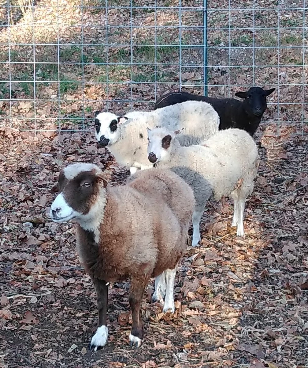 D’Ranch Life tweet media