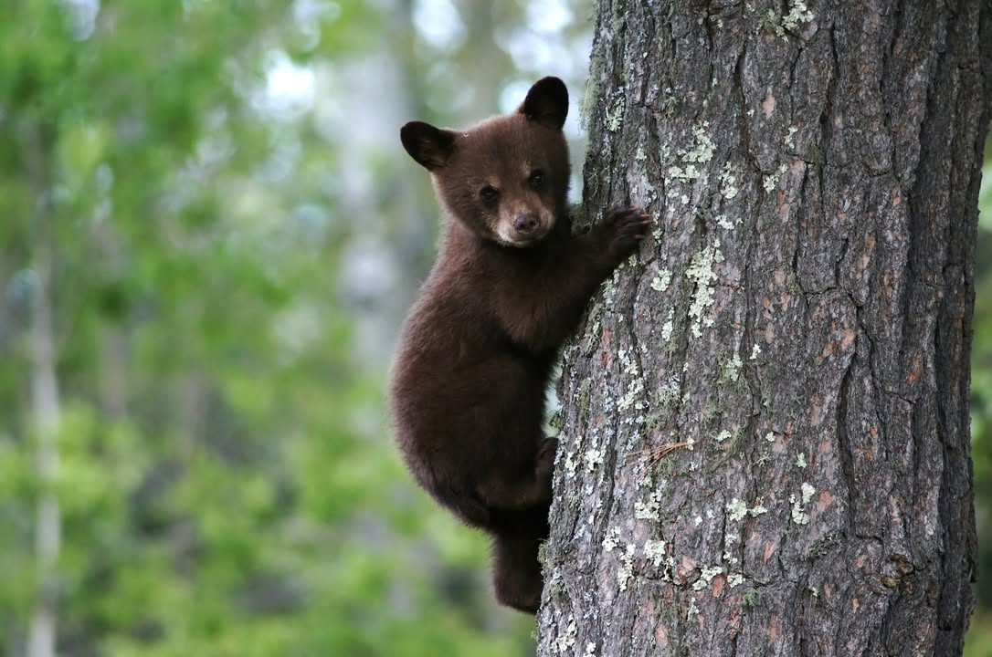 cityofslt's tweet photo. Please slow down and watch for wildlife. 🚗🐻

Did you know May is Be Bear Aware Month?

We are seeing a significant increase in bear activity as new cubs emerge and yearlings begin venturing out on their own for the first time. Bears and other wildlife are not only found in meadows or deep in the forest. They are also moving through town, crossing busy streets, walking near shopping centers, and visiting neighborhoods regularly.

Young bears are especially vulnerable. Cubs are still learning their surroundings and often move more slowly than adult bears. Yearlings, now independent for the first time, are also adapting to life on their own. They do not understand the dangers of traffic, and they may cross roads unexpectedly.

That is why it is so important for drivers to stay alert, reduce speed, and watch carefully for wildlife both day and night.

A little extra patience behind the wheel can help keep our wildlife safe. ❤️

Please help spread the word by sharing this message with others.