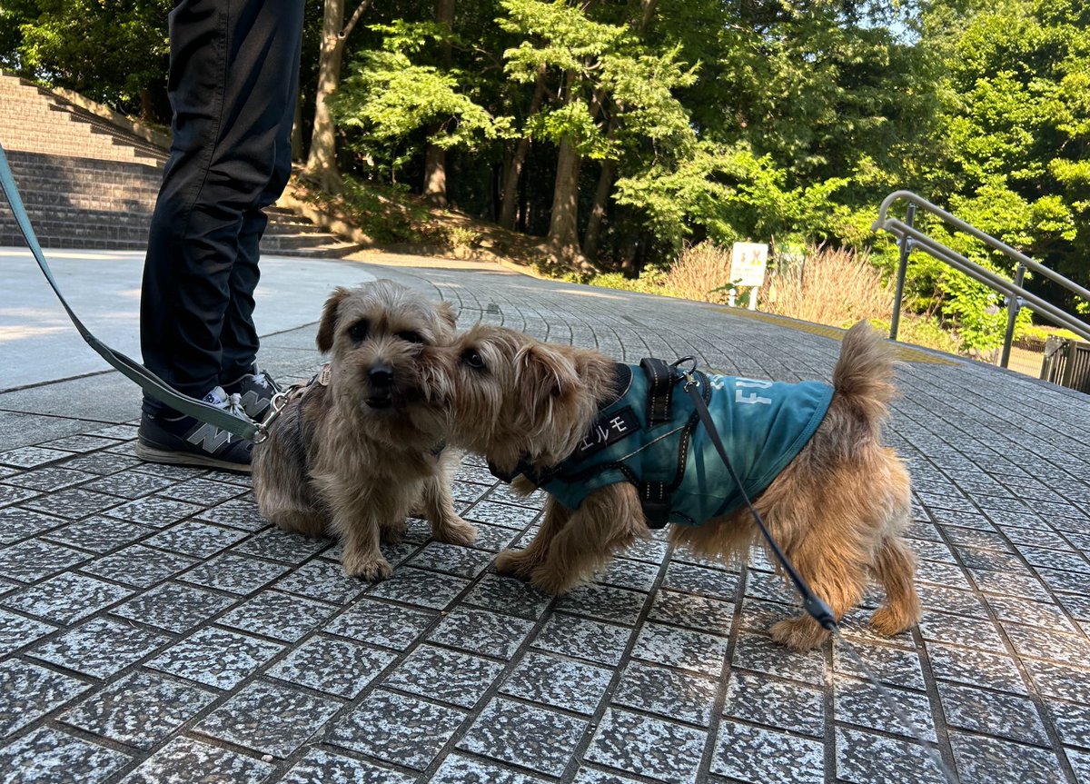 甘々太郎 tweet media