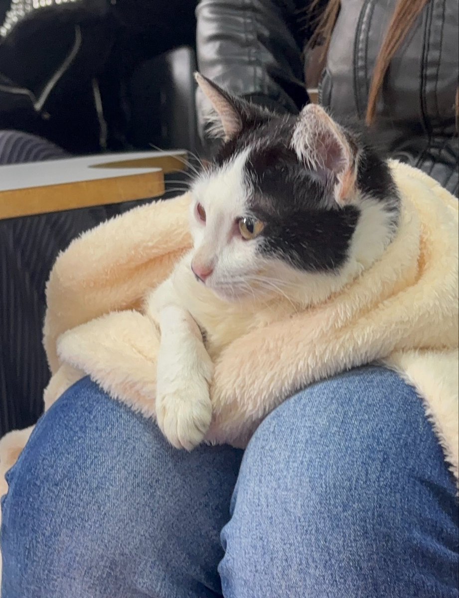 sonzapetsch's tweet photo. Titios! Como vcs sabem Aurora precisa muito continuar o tratamento dela e tudo oq arrecadamos esse mês acabou indo no internamento dela + exames por conta das convulsões de emergência 😢 peço de todo coração toda ajuda é bem-vinda 🙏🩷

Pix: amaralbianca187@gmail.com https://t.co/izPfqy1GRi