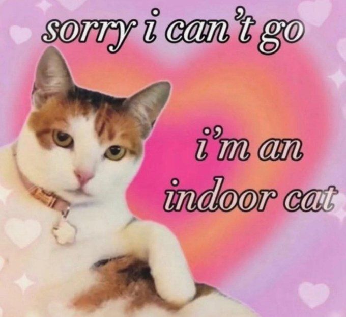 Cool Cat Society tweet media
