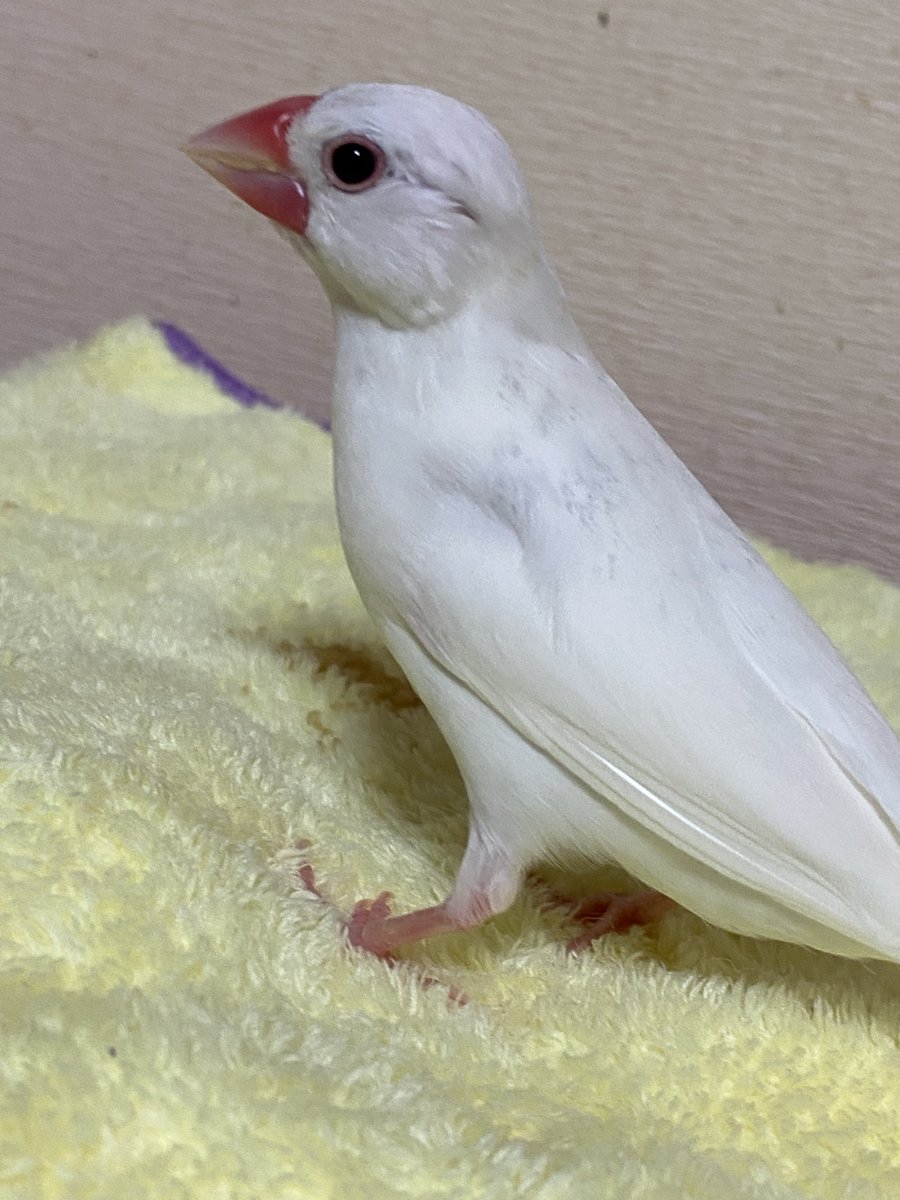 友と文鳥ズ°ʚ(•ө•)ɞ° tweet media