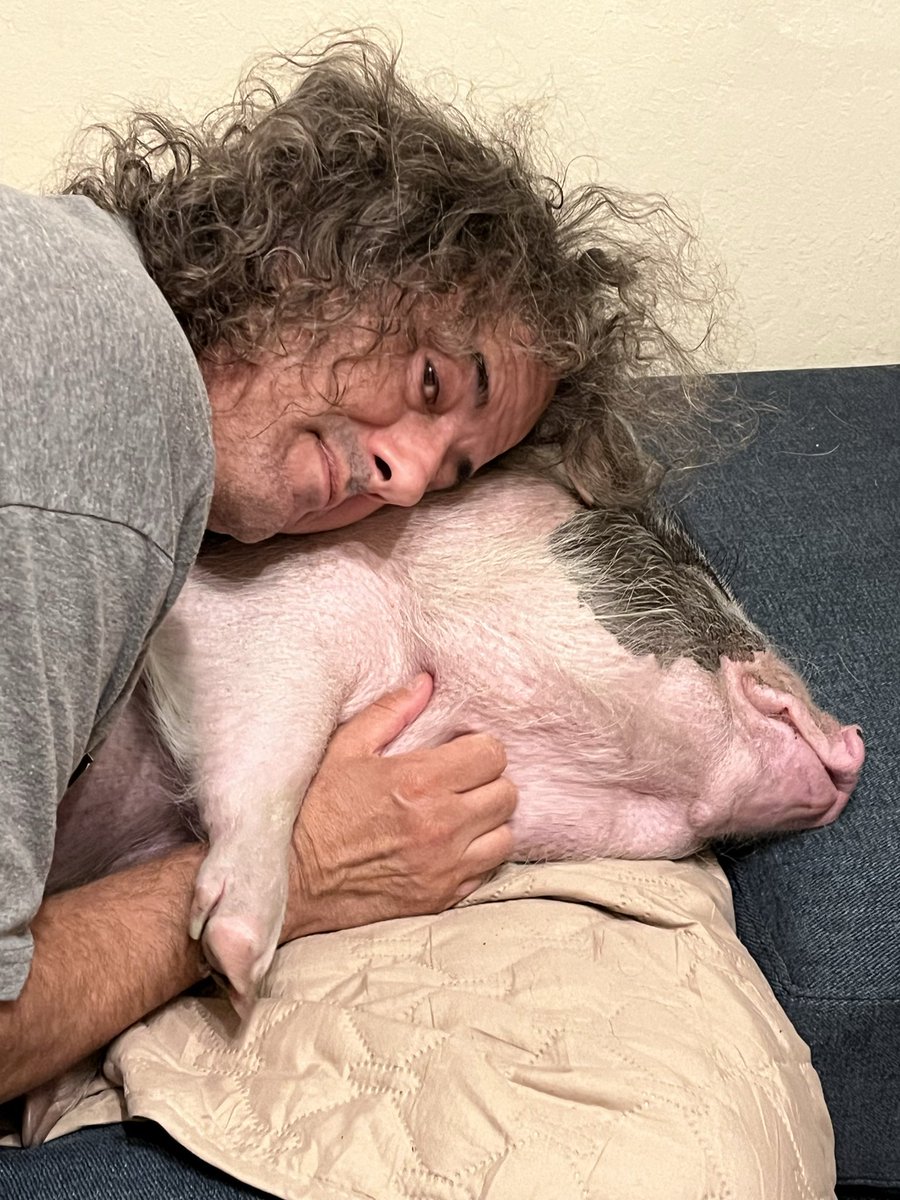 NickWolfinger's tweet photo. @IonaItalia @ArmandDoma @pignic_cafe Those appear to be farm pigs, which means they’re sent to the slaughterhouse after they grow up &amp; cease to be cafe-size. They should use mini pigs, if only because their job tenure would allow better training. https://t.co/gcxvFFgGqw