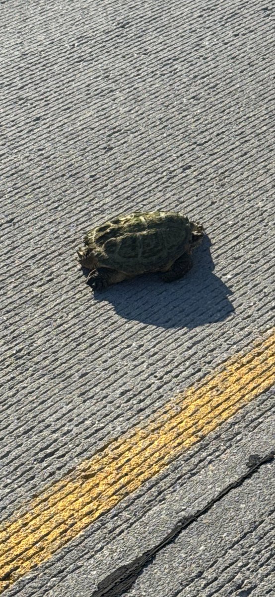 Sarcasm_n_logic's tweet photo. Pissed some people saving this guy today. Including the semi that almost smashed into me.
And he’s a mean motherfucker that still tried to kill me! (Snapping turtle doing snapping turtle things)
#SaveTheTurtles https://t.co/45Ys4Zwiuv