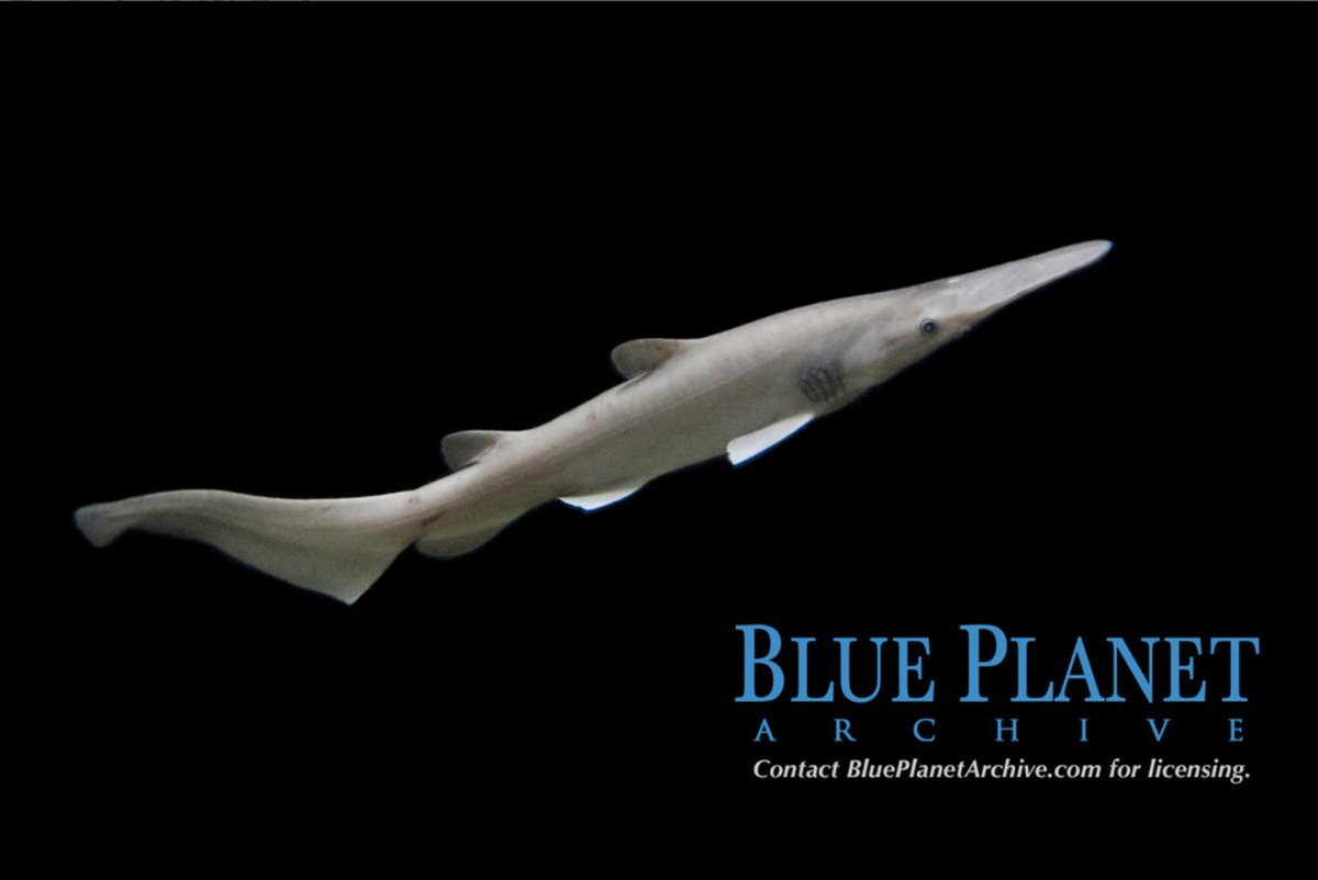 paleobyliam's tweet photo. Documentation of a living goblin shark (Mitsukurina owstoni) is still very rare and exciting! And I hate that like everything it's getting poisoned by fucking AI slop. Enjoy some genuine articles: https://t.co/mB6hhjxrJl