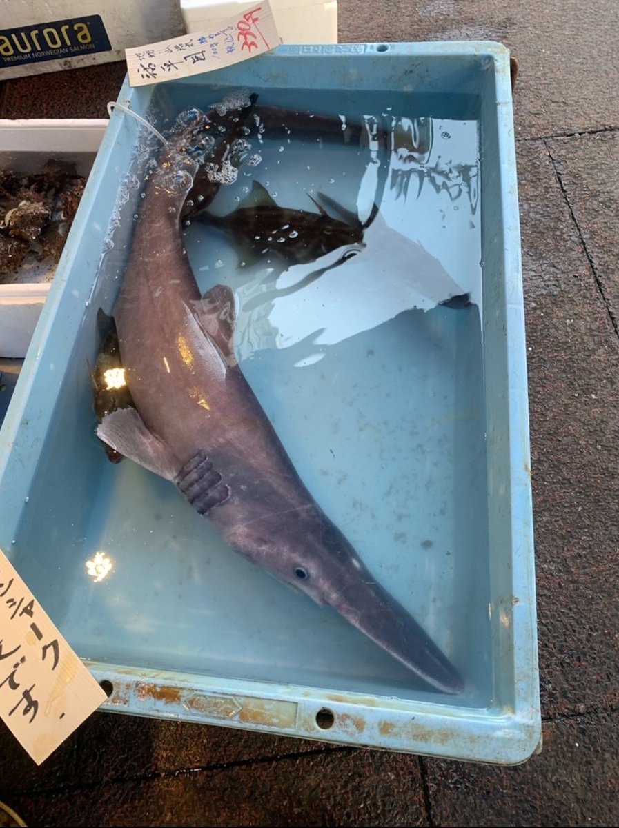 paleobyliam's tweet photo. Documentation of a living goblin shark (Mitsukurina owstoni) is still very rare and exciting! And I hate that like everything it's getting poisoned by fucking AI slop. Enjoy some genuine articles: https://t.co/mB6hhjxrJl
