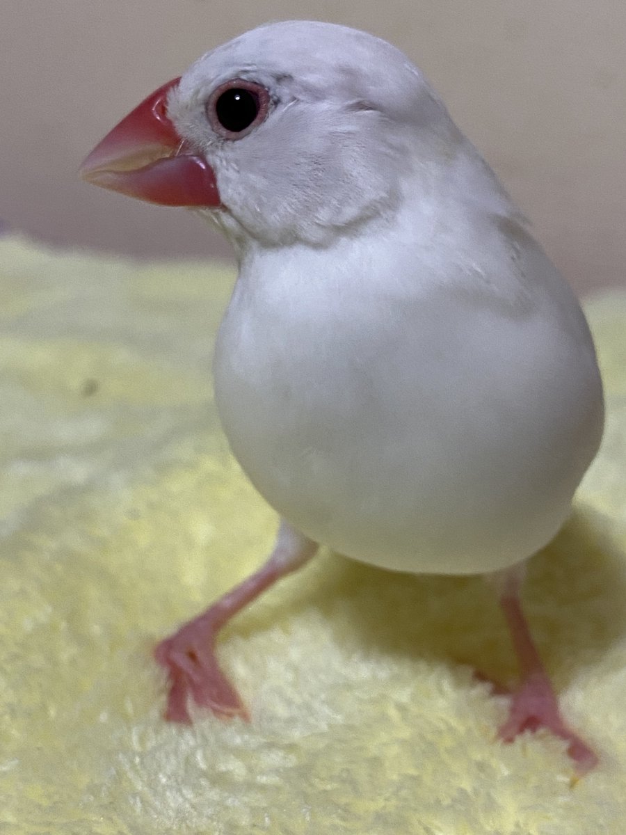 友と文鳥ズ°ʚ(•ө•)ɞ° tweet media