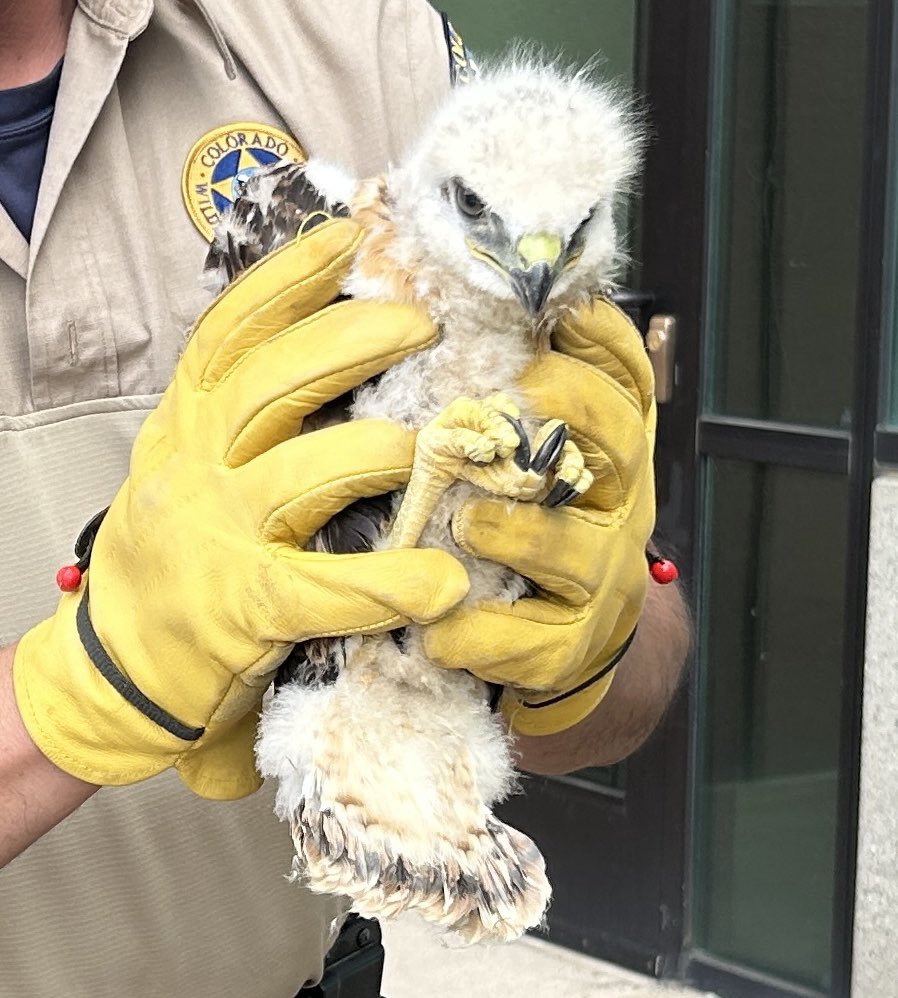 CPW_SE's tweet photo. After a Wildlife Officer confirmed the health of the red-tailed hawk, firefighters used a ladder truck to return the nestling safely home to a waiting sibling under the watchful eyes of its mother. (More)

📸CPW/Phil Gurule https://t.co/5bsNW0fTQV